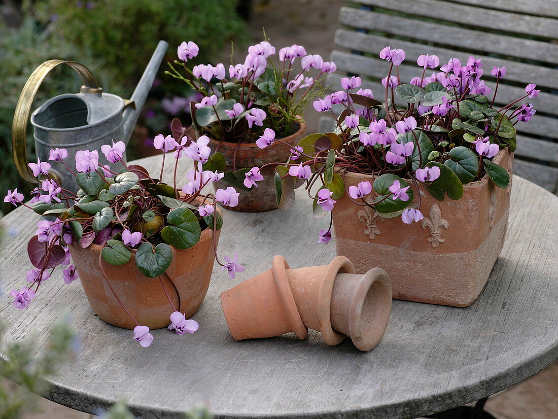 Cyclamen coum (Frühlings - Alpenveilchen) in Terracotta - Töpfen