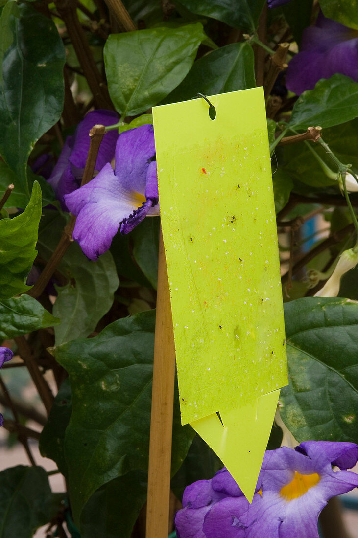 Gelbtafel gegen Trauermücken, weiße Fliege und fliegende Blattläuse