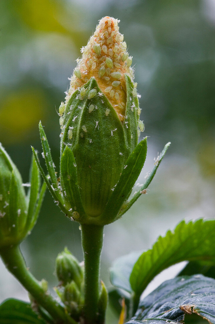 Aphids on hibiscus