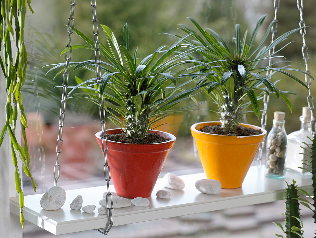 Pachypodium (Madagaskarpalmen)