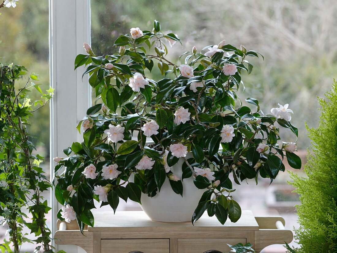 Camellia japonica 'Berenice Boddy' (weiß-rosa Kamelie) am Fenster
