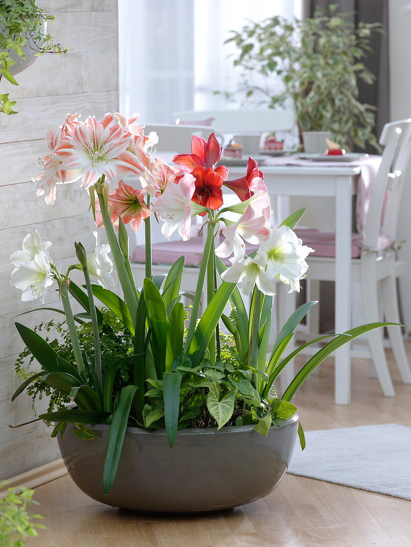 Bowl planted with Hippeastrum, Syngonium
