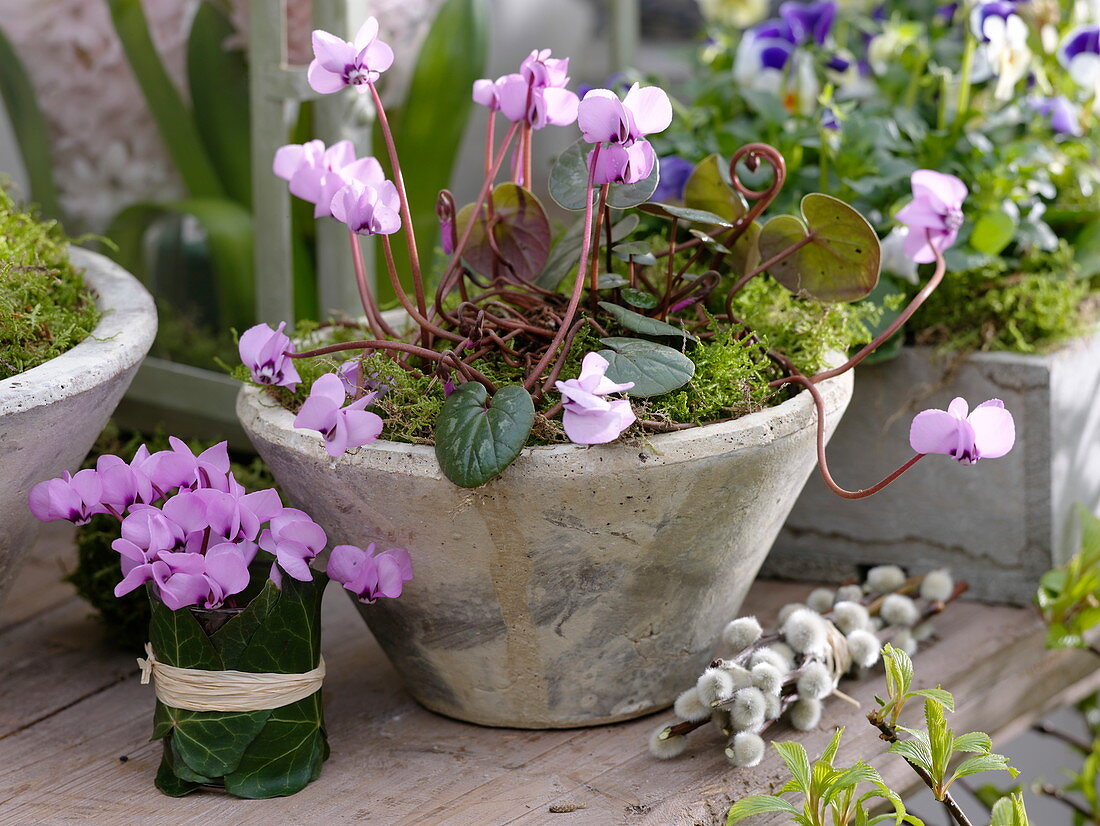 Cyclamen coum (Frühlings - Alpenveilchen) in Schale und als Sträußchen