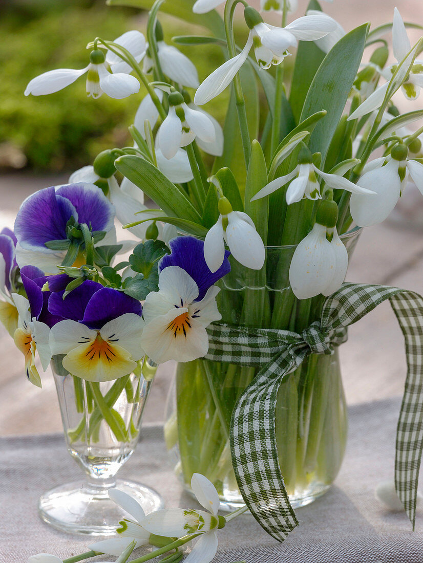 Galanthus (Schneeglöckchen), Viola cornuta Sorbet (Hornveilchen)