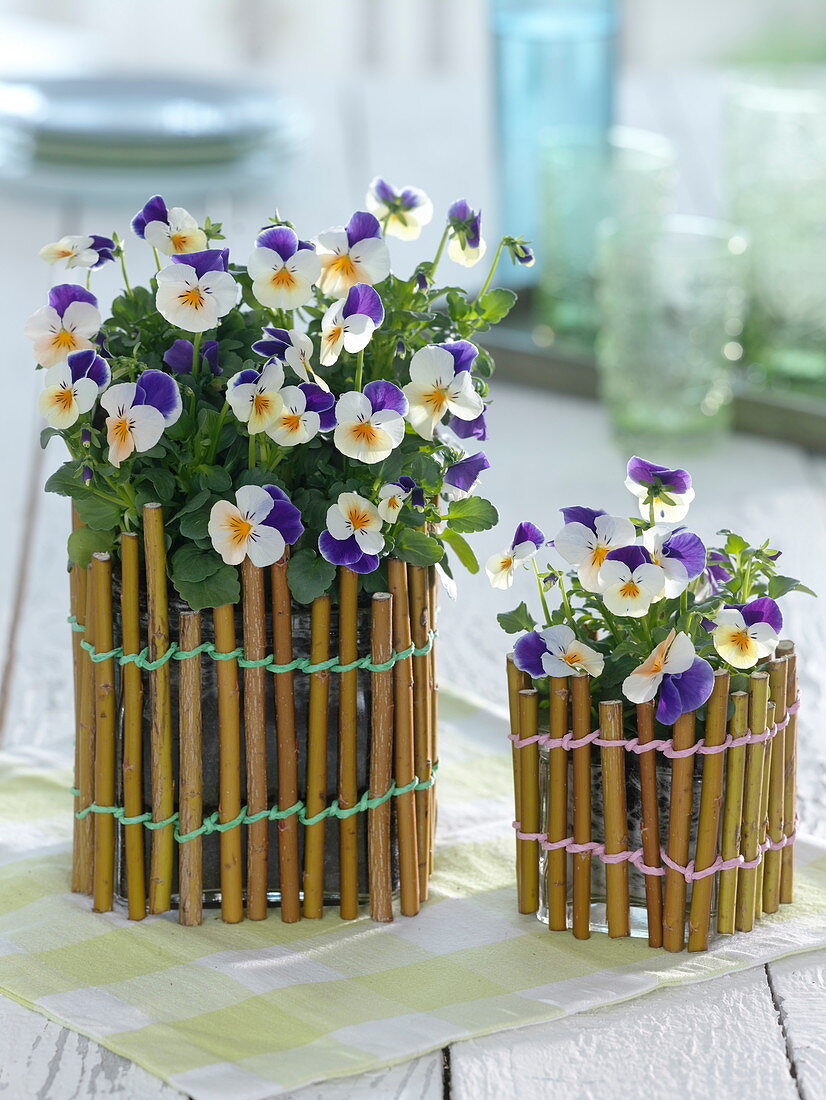 Small willow fences around glasses