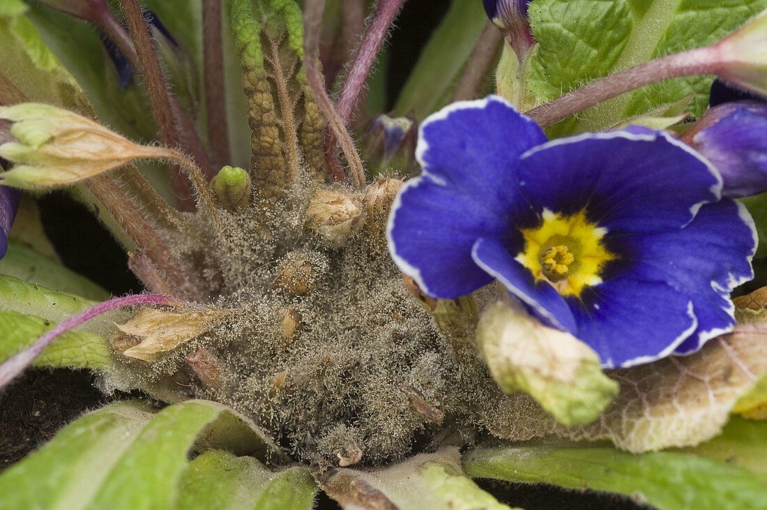 Botrytis cinerea (Grauschimmel) an Primula acaulis (Frühlingsprimel)