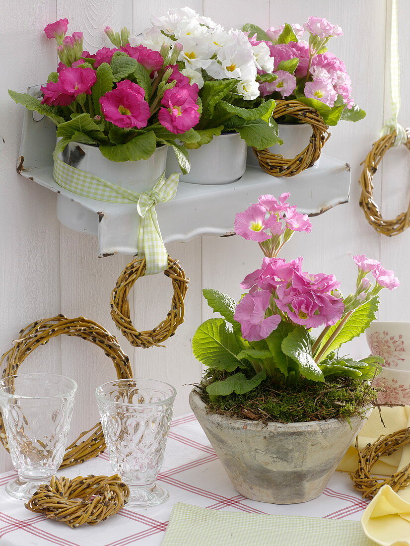 Primula acaulis (spring primrose) in enameled cups