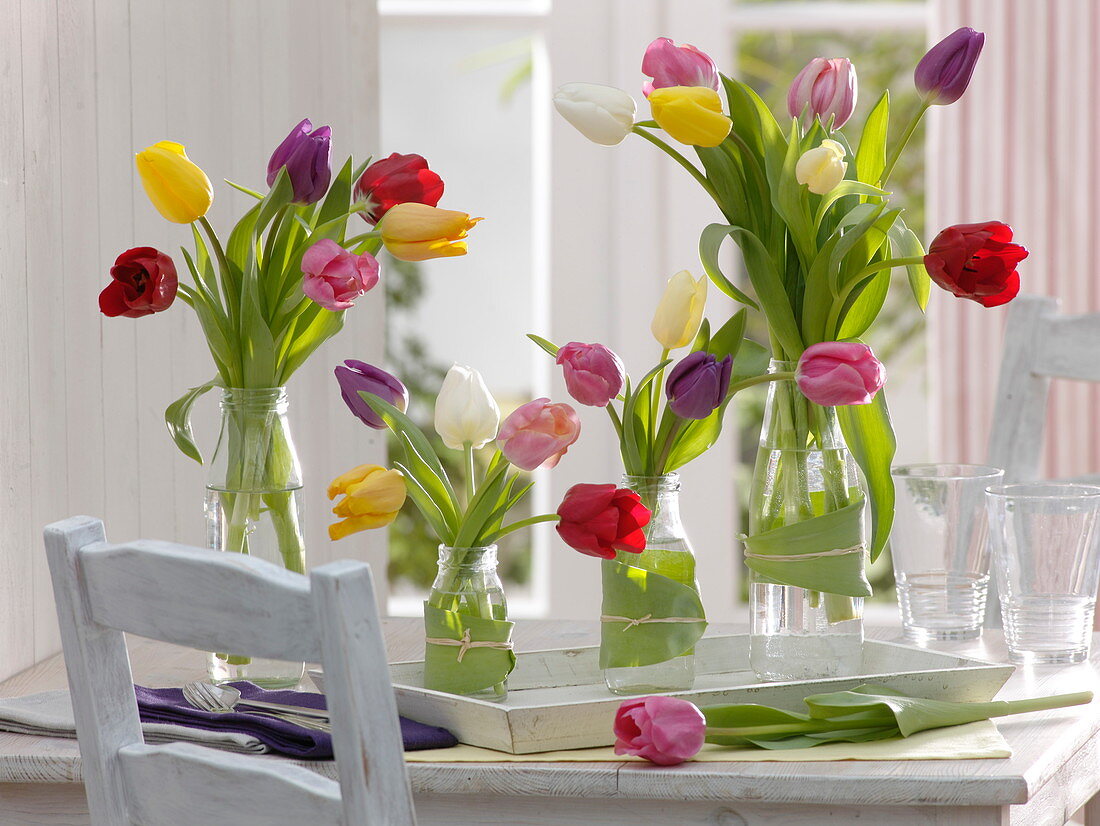 Gemischte Tulipa (Tulpen) in Glasflaschen dekoriert mit Tulpenblättern