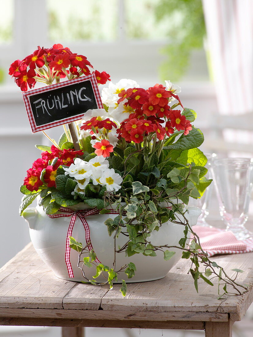 White bowl planted with primula elatior and acaulis