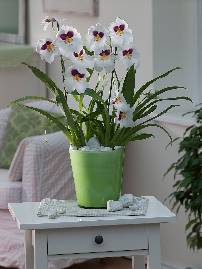 Miltonia (Pansy Orchid) in green glass planter