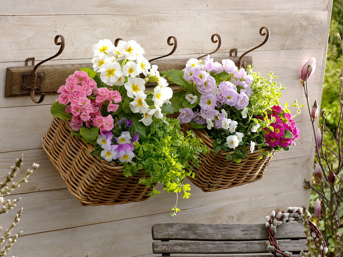 Kleine Körbe mit Primula acaulis (Frühlingsprimeln), Viola cornuta