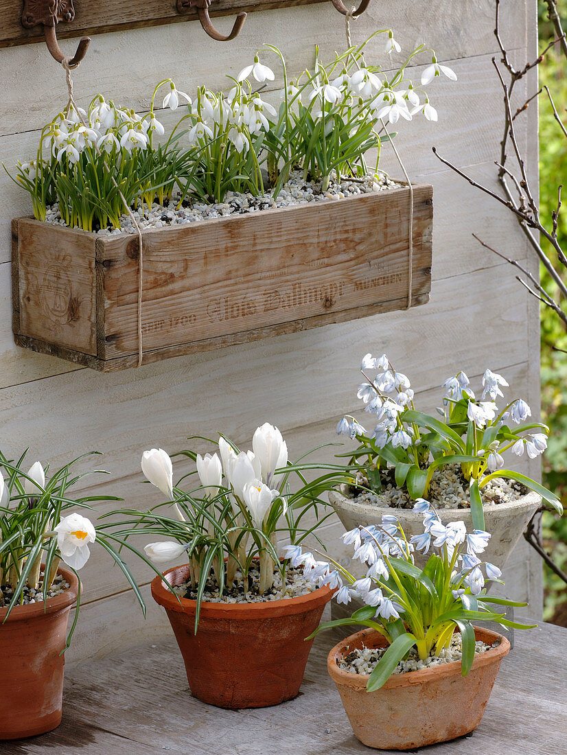 Galanthus nivalis (snowdrop) in a small wooden box