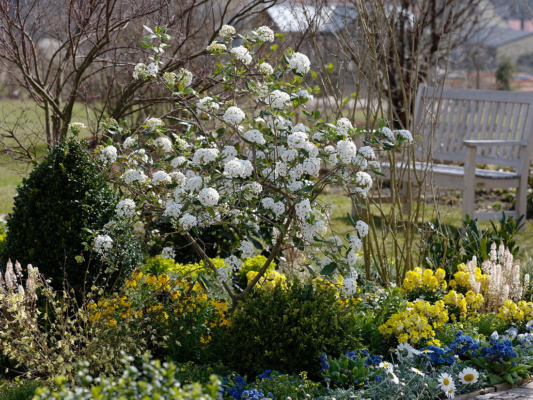 Frühlingsbeet mit Viburnum x burkwoodii (Duftschneeball)