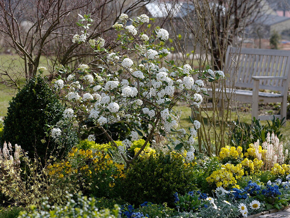 Spring bed with Viburnum X burkwoodii (scented snowball)