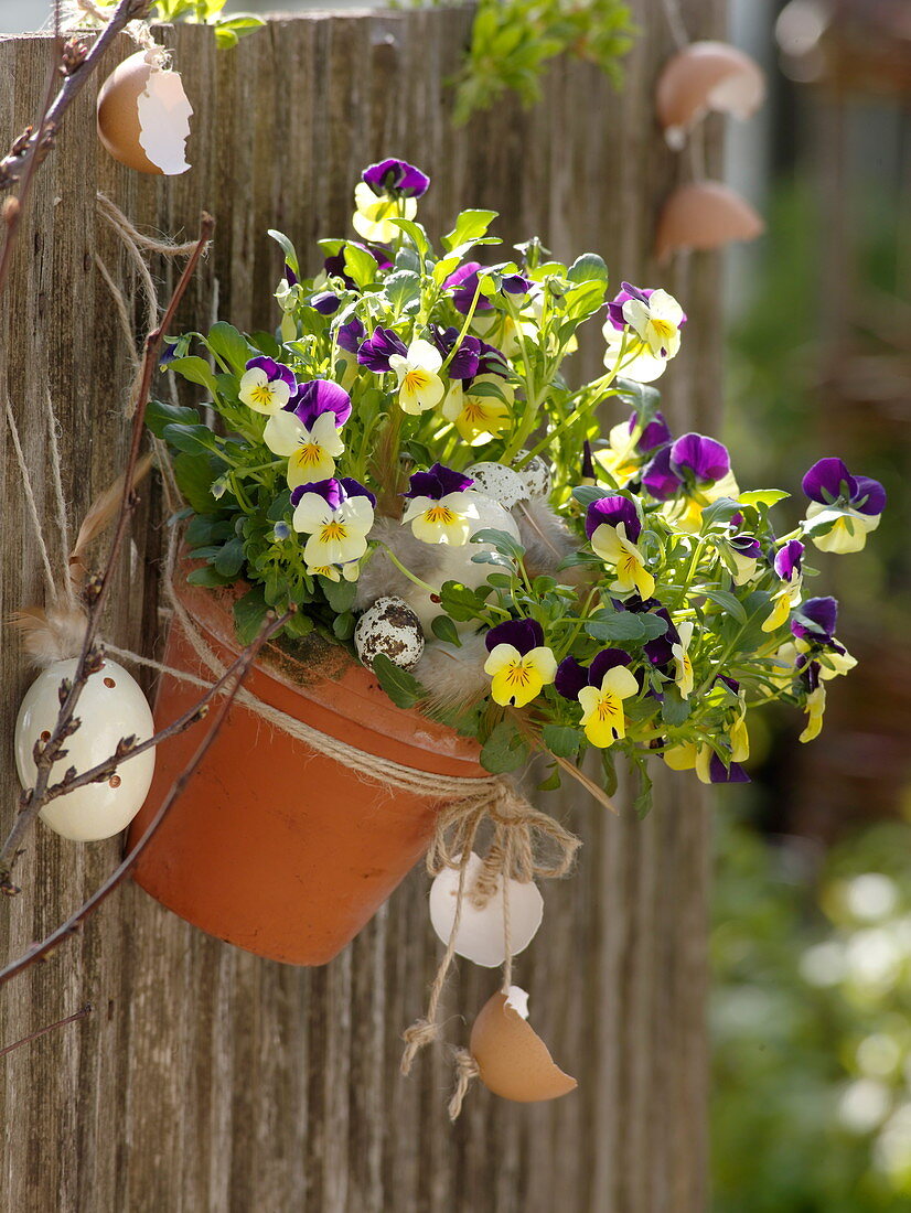 Viola cornuta hung in clay pot, decorated with eggs