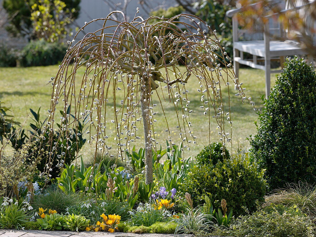 Salix caprea 'Pendula' (Hanging Kitten Willow) in bed