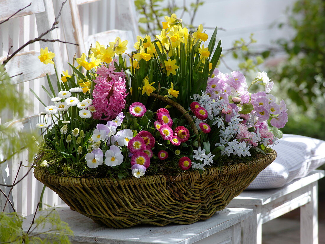 Basket of spring bloomers, Narcissus 'Tete A Tete', Bellis