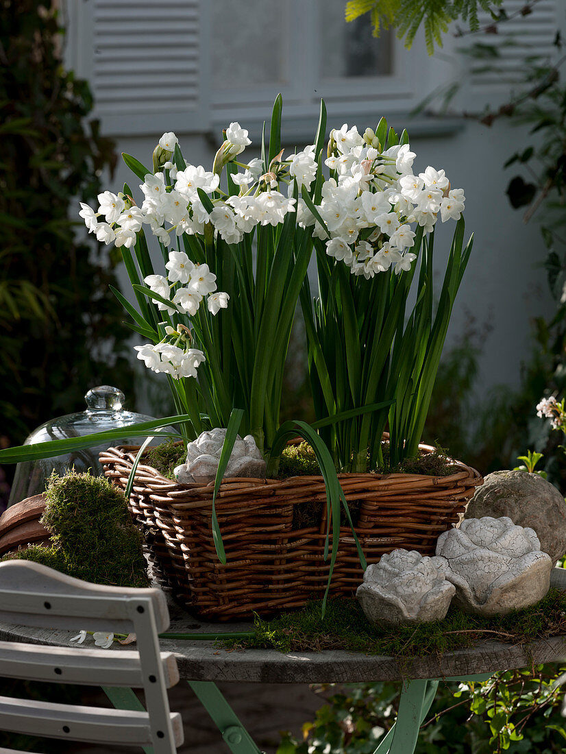 Wicker basket with Narcissus 'Nir' syn. 'Paperwhite'