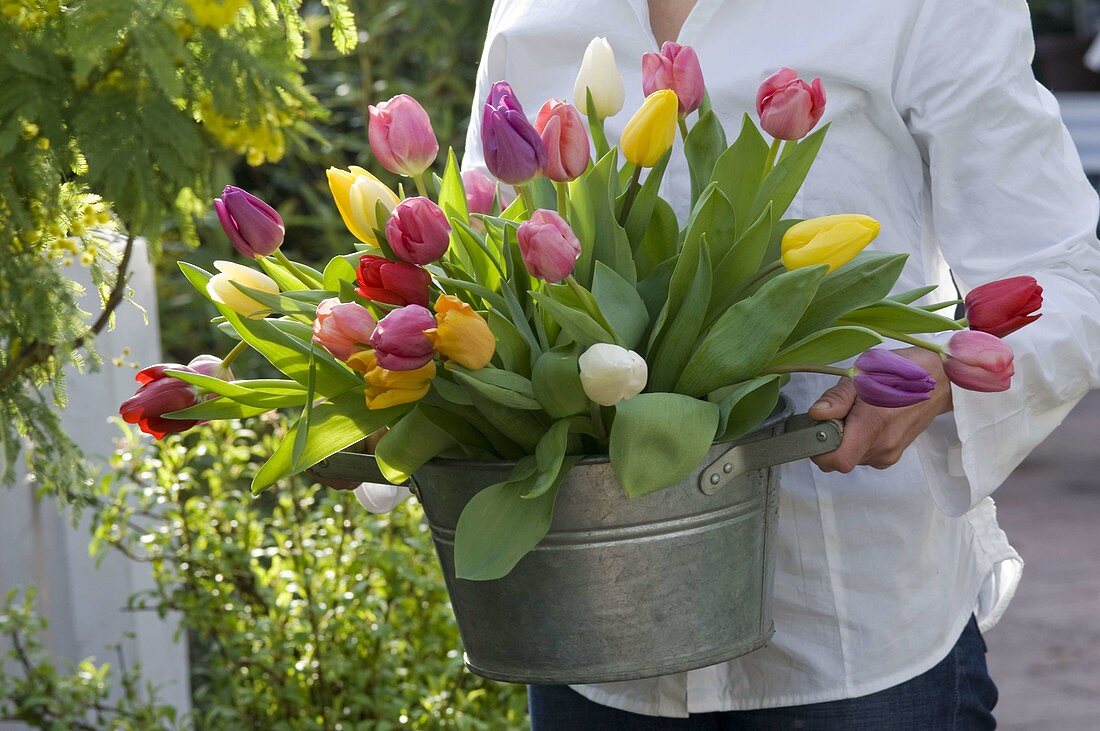 Frau bringt Strauß aus Tulipa (Tulpen) in großer Zinkschale