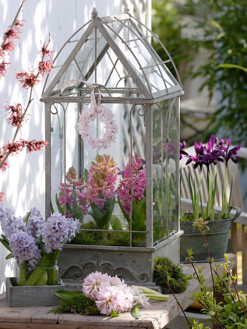 Hyacinthus (Hyacinth) in a small glasshouse