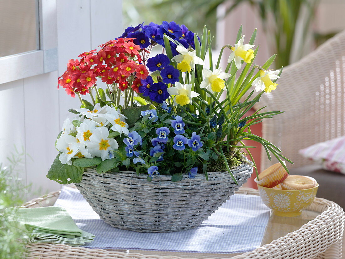 Frühlingskorb bepflanzt mit Primula elatior und acaulis (Frühlingsprimeln)