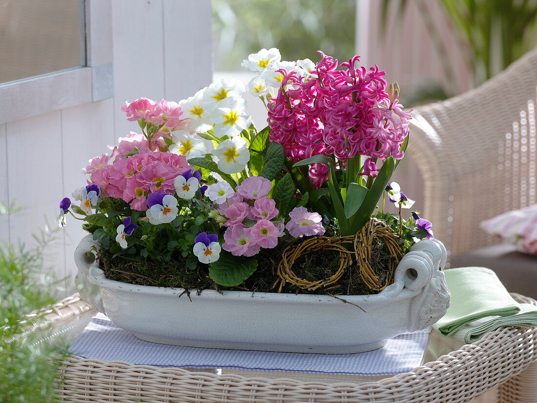 weiße Jardiniere aus Keramik bepflanzt mit Hyacinthus 'Pink Pearl'
