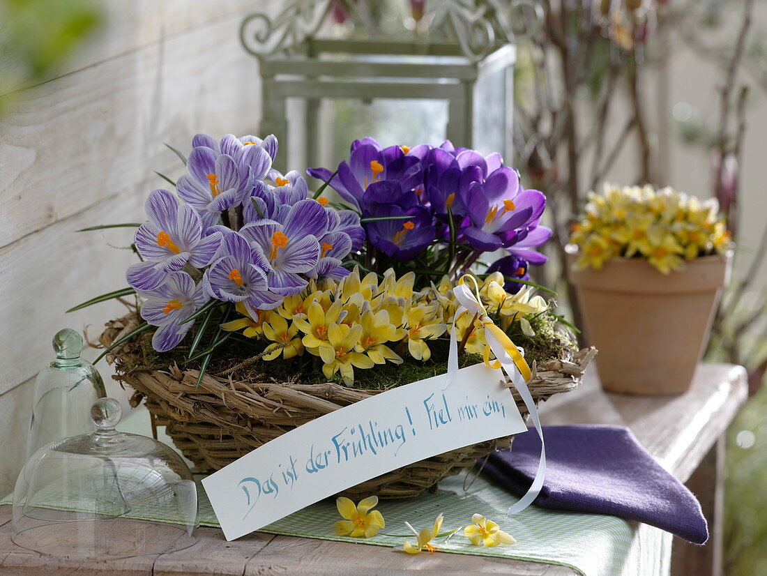 Crocus vernus 'Pickwick' 'Remembrance' , Crocus chrysanthus 'Advance'