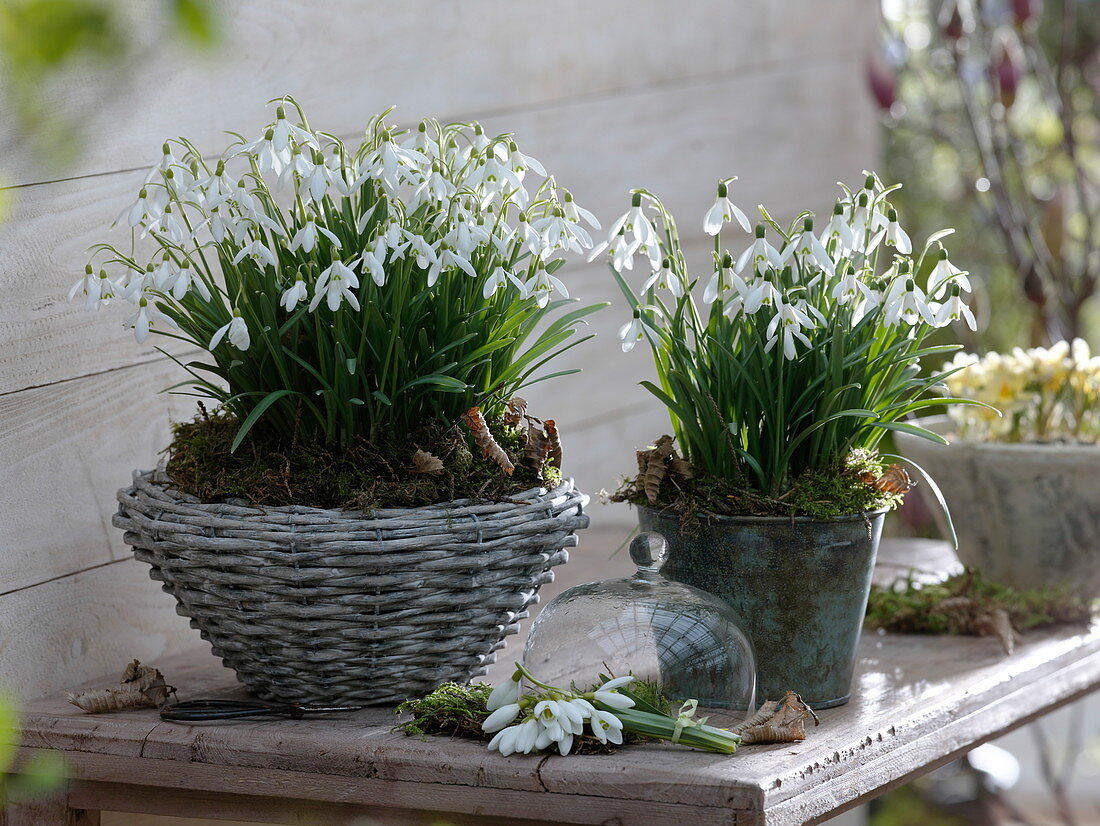 Galanthus nivalis (snowdrop) in basket and tin pot