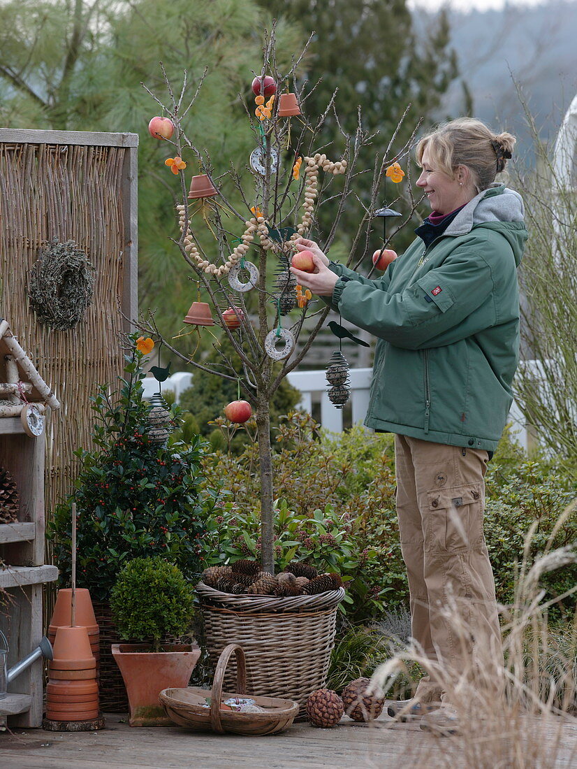 Frau hängt Vogelfutter an Prunus (Kirschbaum) im Korbübertopf