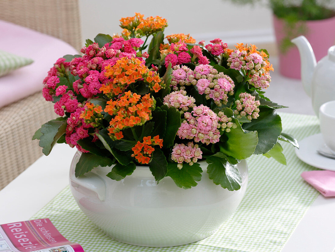 Kalanchoe in white cup