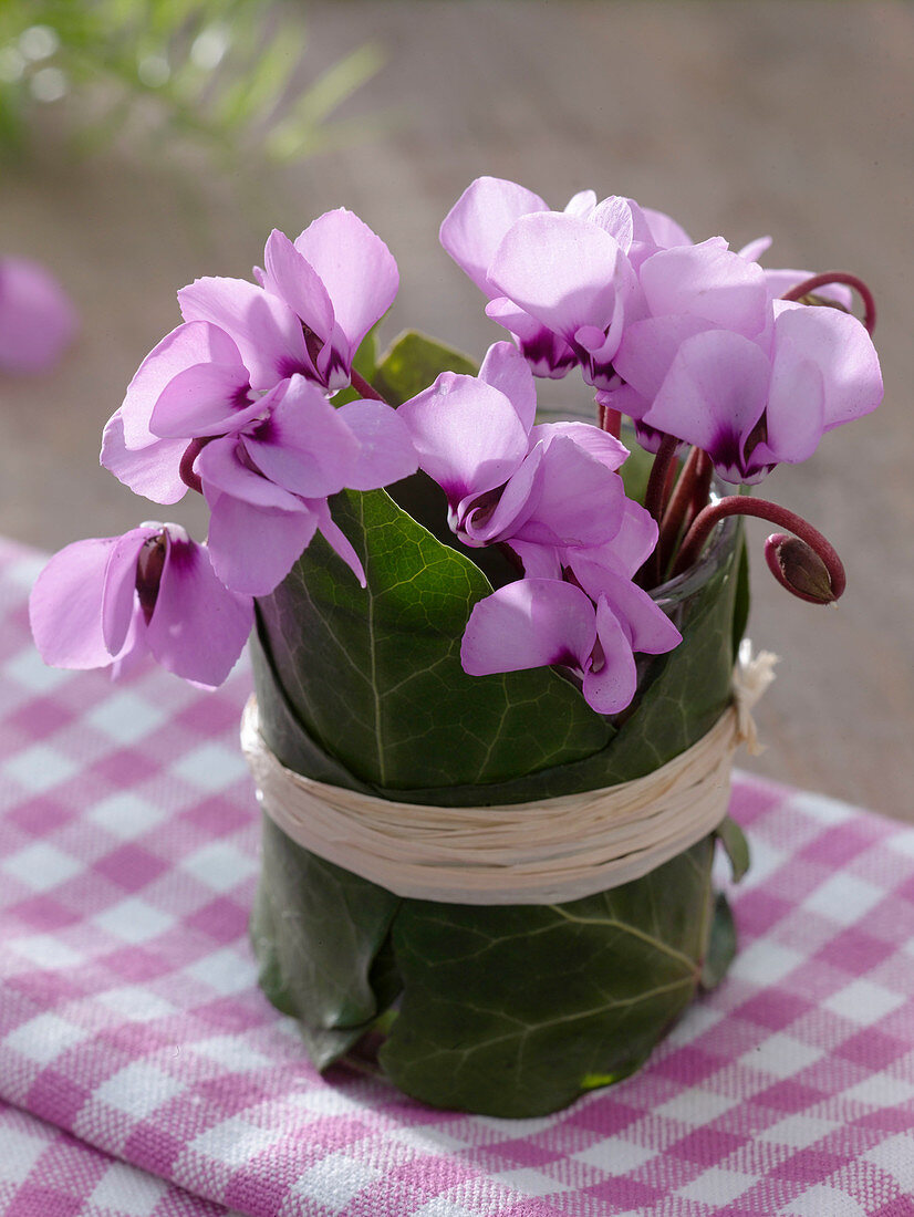 Strauß aus den letzten Blüten von Cyclamen (Alpenveilchen)