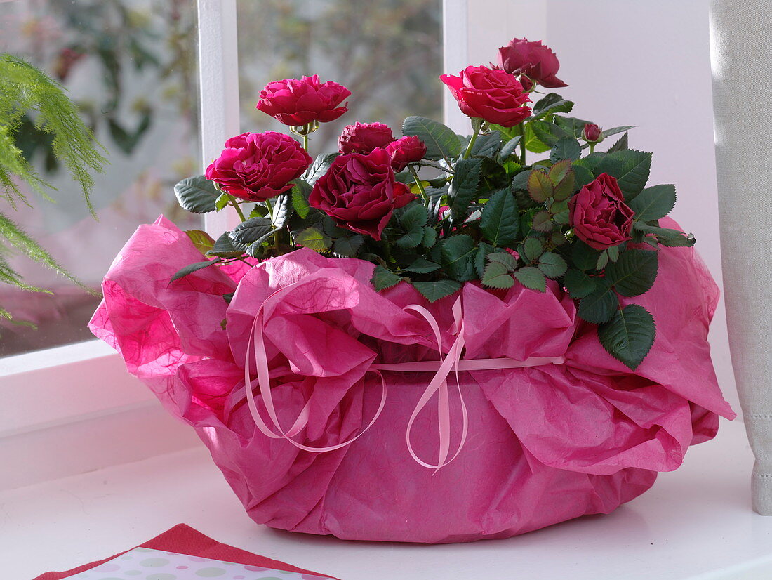 Rote Rosa chinensis (Topfröschen) in pinkem Seidenpapier als Geschenk