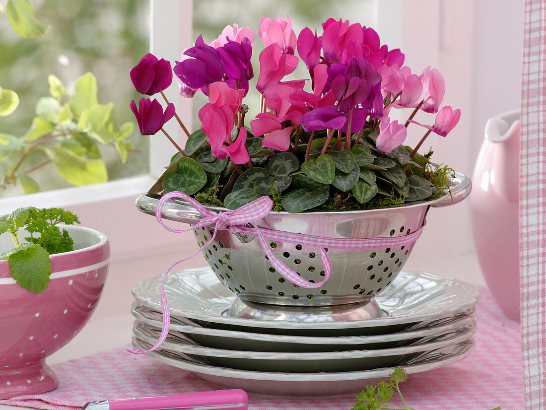 Cyclamen (cyclamen) planted with moss in a colander