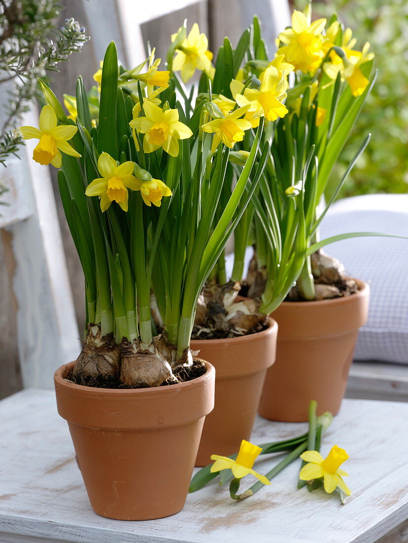 Clay pots with Narcissus 'Tete A Tete' (Daffodil) on white chair
