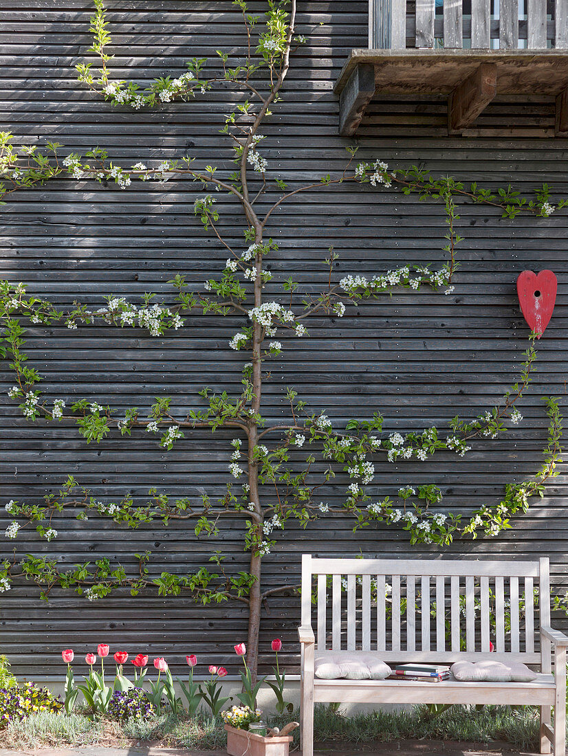 Freshly cut pyrus blooming on the house wall