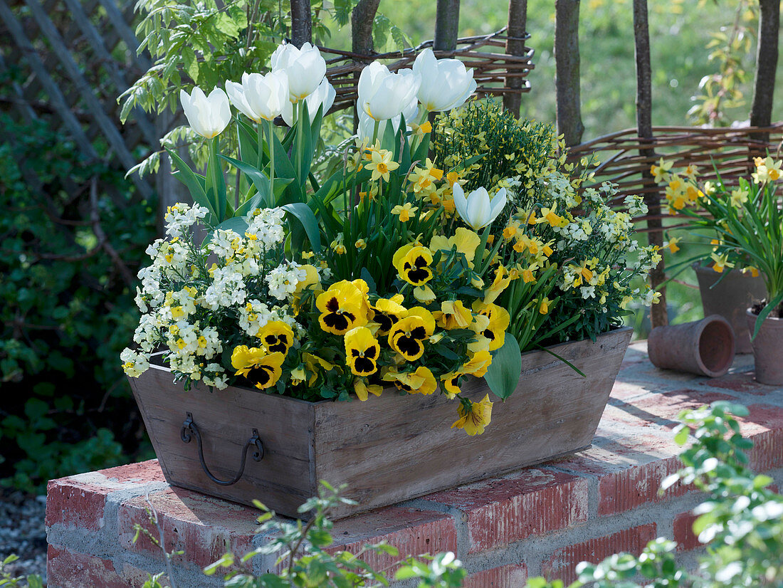 Wooden basket with Tulipa 'White Dream', Erysimum 'Winter Sun'