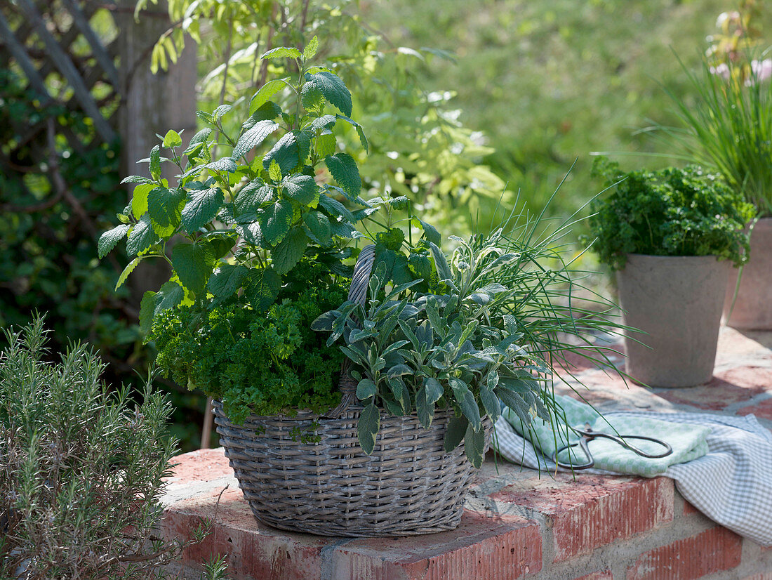 Basket planted with herbs on brick wall