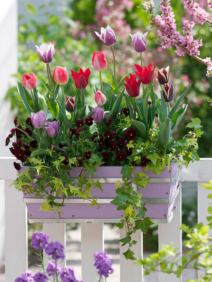 Tulipa (Tulpen), Viola wittrockiana (Stiefmütterchen), Hedera