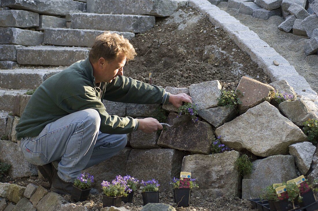 Mann bepflanzt Trockenmauer mit Stauden