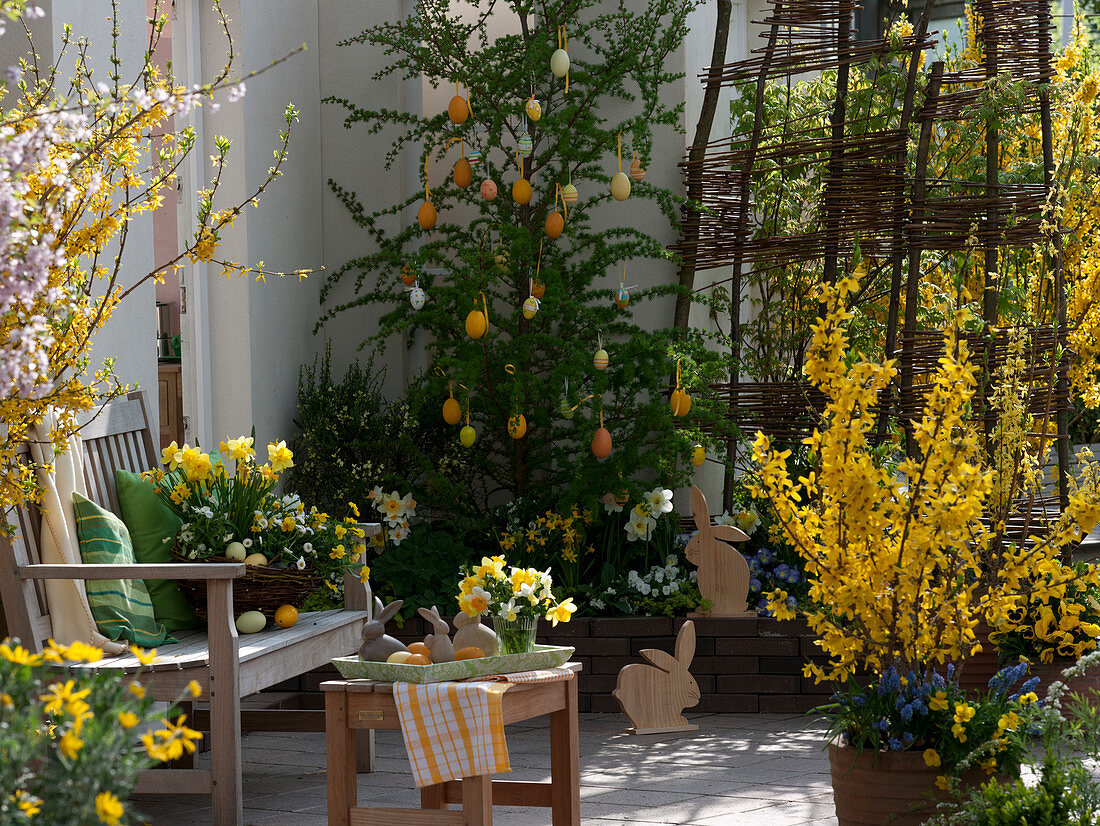 Easter terrace with Larix decorated with Easter eggs, Forsythia