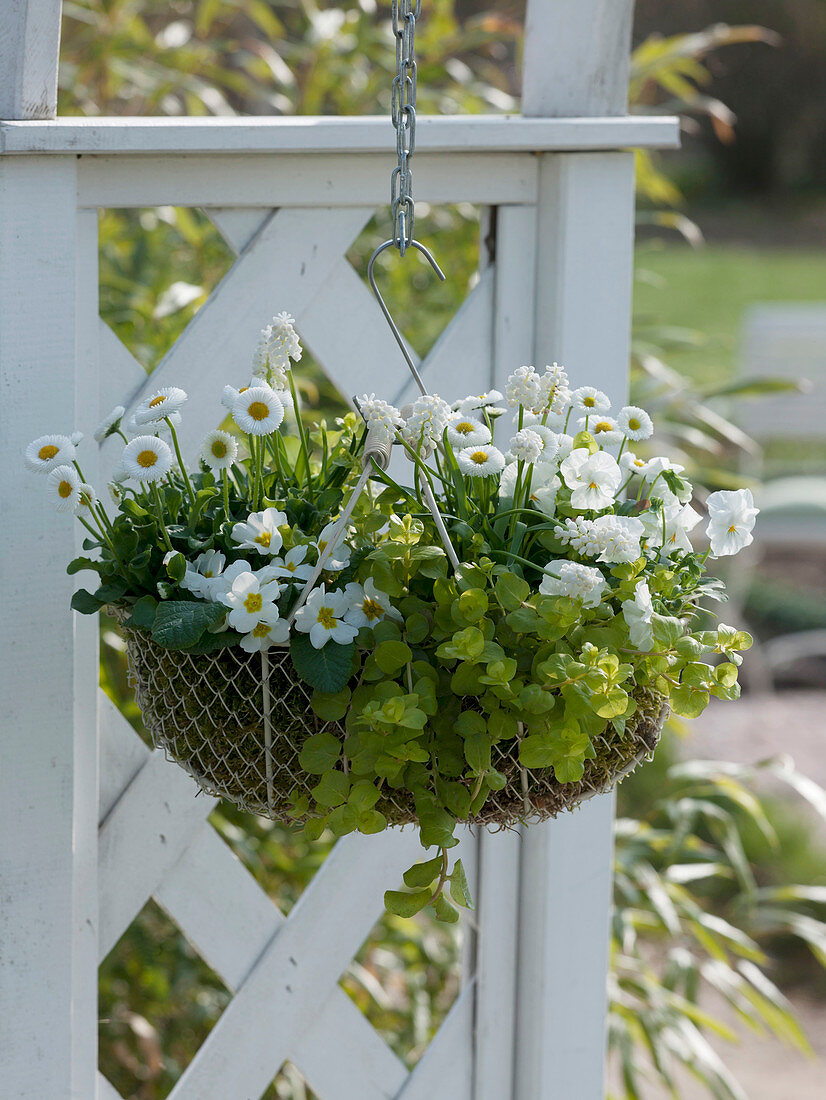Draht - Korb bepflanzt mit weißen Frühlingsblumen