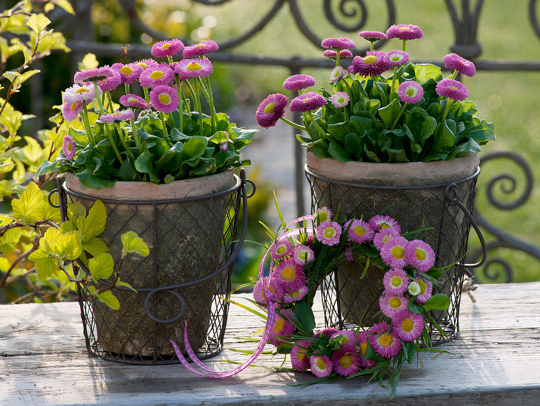 Bellis (amarant) in wire basket with handle