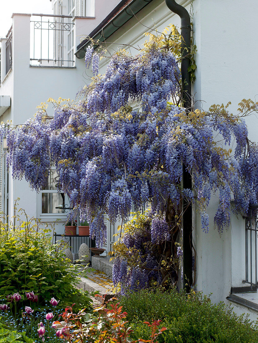 Wisteria sinensis on the downpipe, bed with Buxus