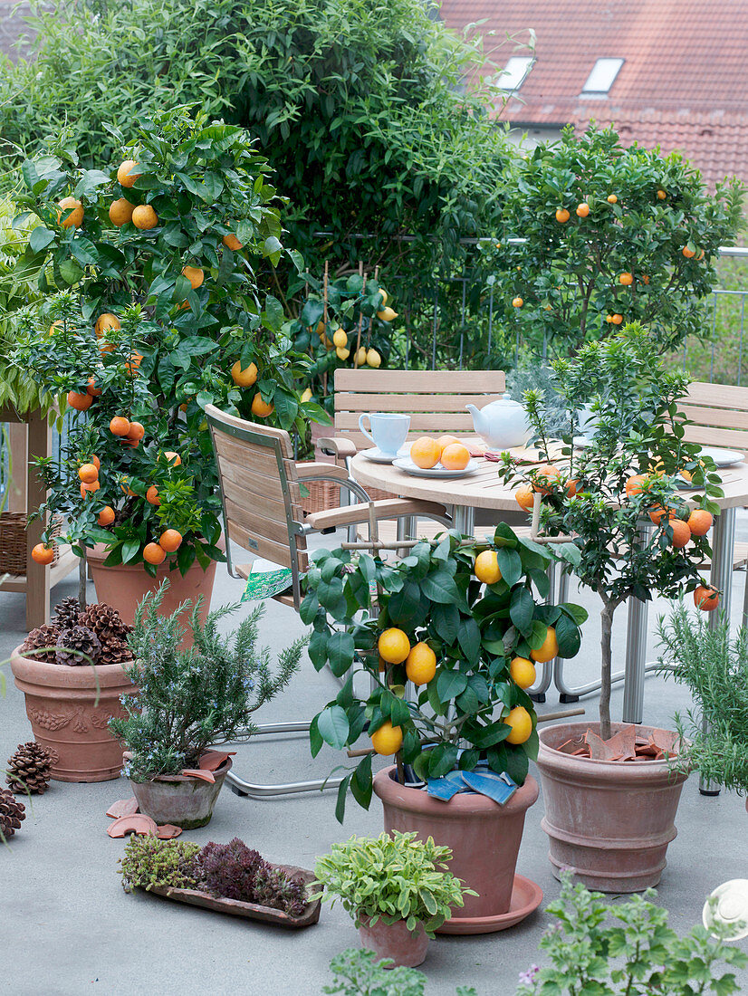 Rooftop terrace with citrus plants