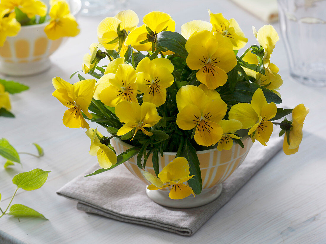 Viola cornuta Callisto 'Yellow' (Hornveilchen)