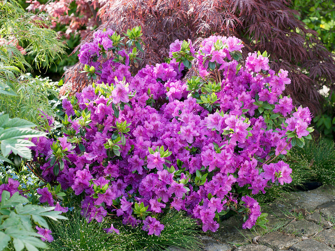 Rhododendron obtusum 'Königsstein' (Japanische Azalee)