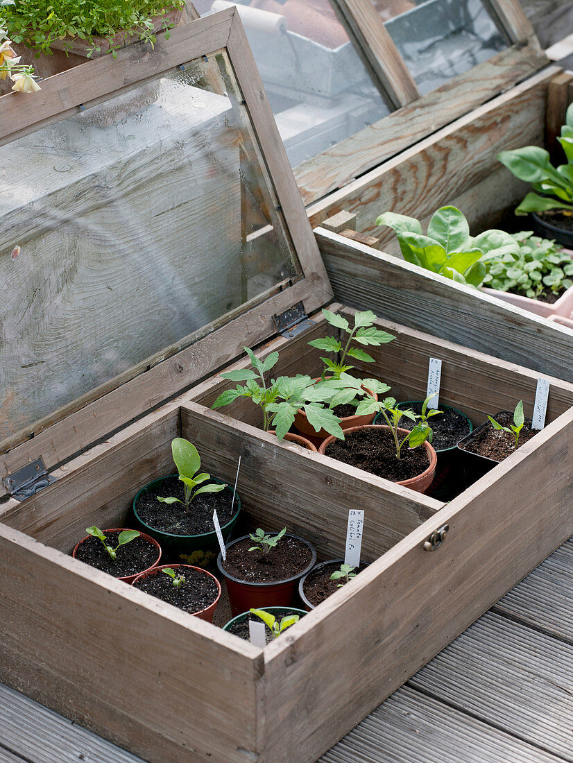 Vegetable seedlings in miniature greenhouses on the terrace
