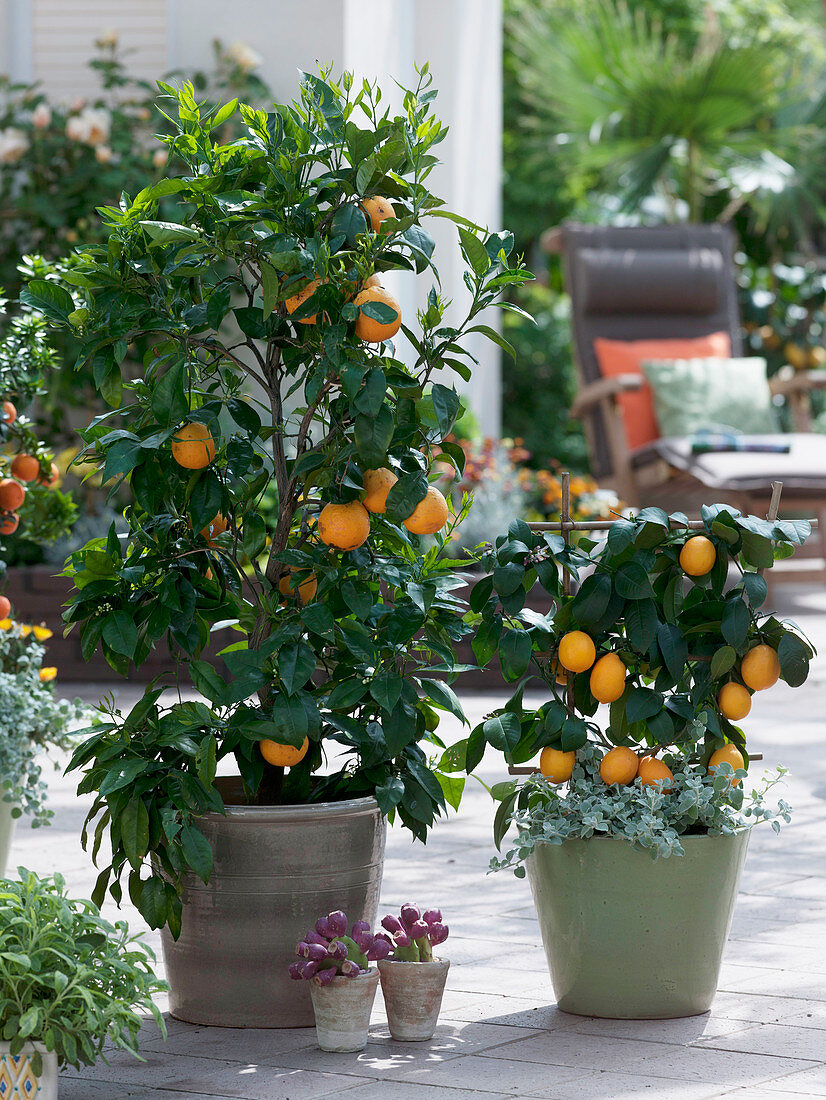 Citrus sinensis (Orangenbaum), Citrus limon 'Meyer' (Zitronenbaum)