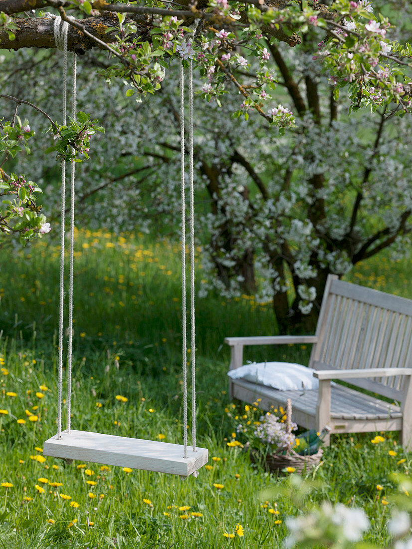 Swing suspended from a branch of a flowering Malus (apple tree)