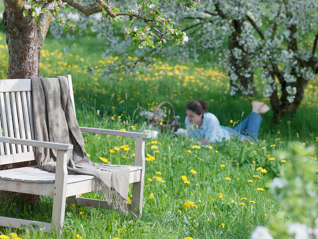 Bank mit Decke unter blühendem Malus (Apfelbaum) auf Streuobstwiese